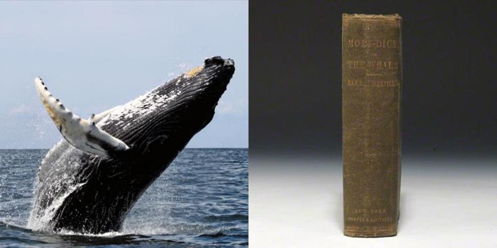 There are whales alive today who were born before Moby Dick was written. Some of the bowhead whales living off the coast of Alaska are well over 200 years old. They were born well before Moby Dick was written in 1851.