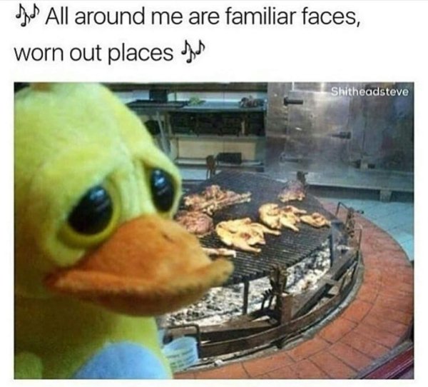 duck memes - Jed All around me are familiar faces, worn out places the Shitheadsteve