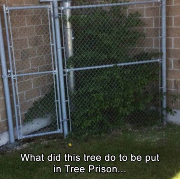 depressing 8bit - What did this tree do to be put in Tree Prison...