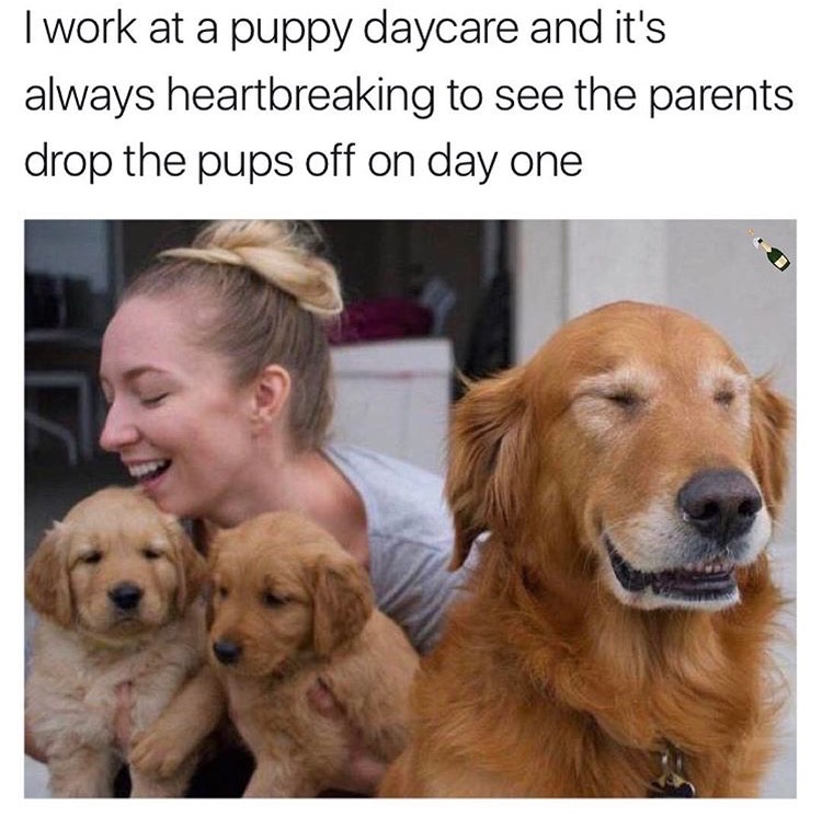 too deep meme - Twork at a puppy daycare and it's always heartbreaking to see the parents drop the pups off on day one