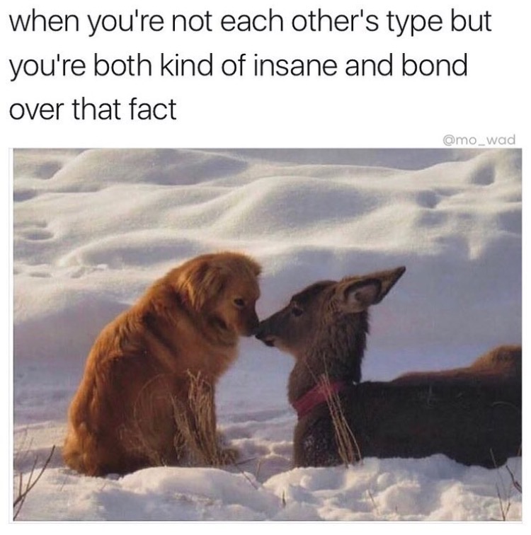 doggo dog memes - when you're not each other's type but you're both kind of insane and bond over that fact