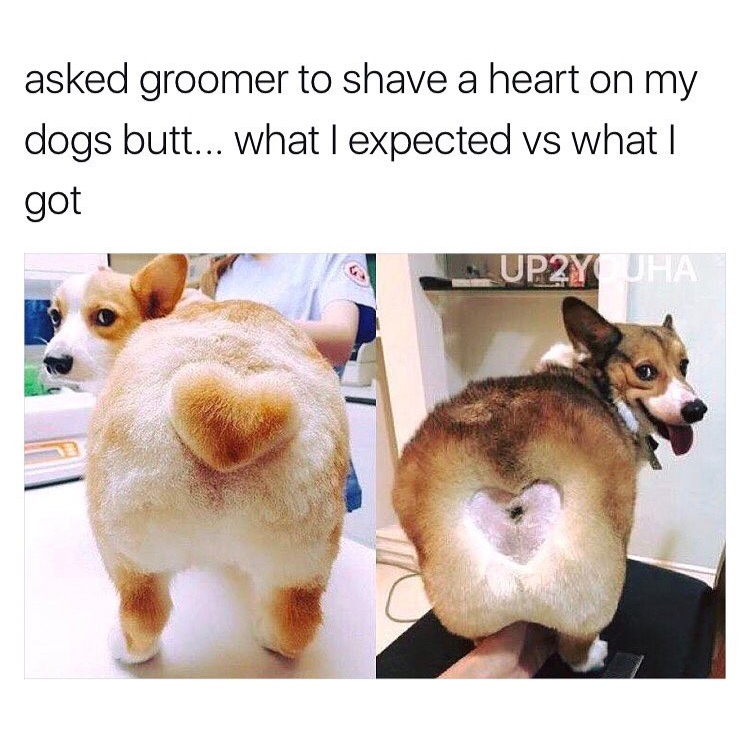 expected vs what i got - asked groomer to shave a heart on my dogs butt... what I expected vs what I got UP2Y Jha