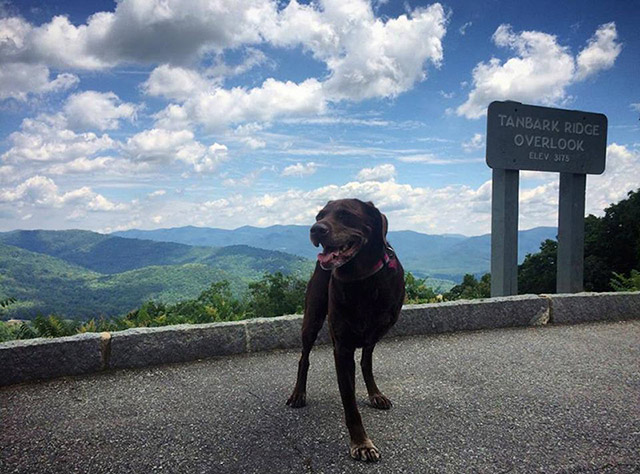 “I feel like right now this is my purpose. The chapter in my life right now is just exploring with my dog, I just didn’t want her to be gone one day when I came home.”