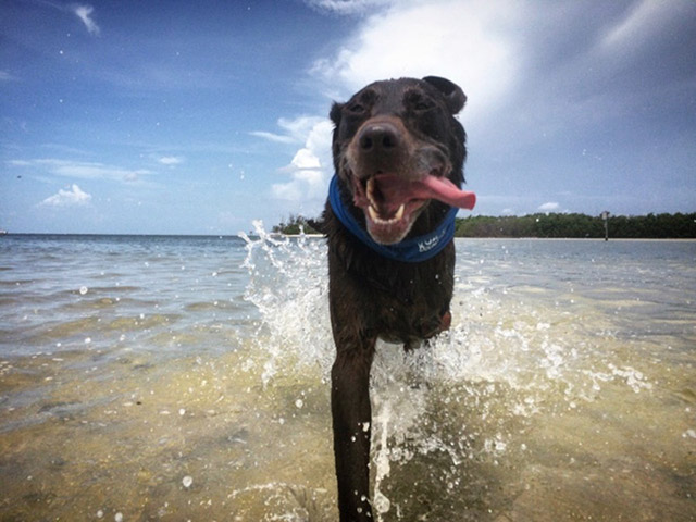 Guy Takes His Terminally Ill Dog On A Farewell Trip Of A Lifetime