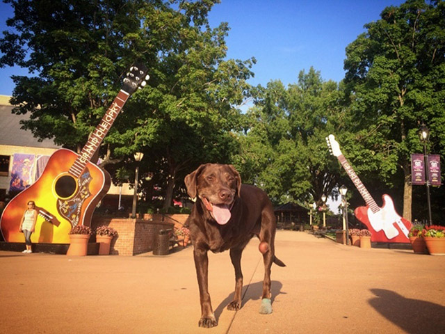 Guy Takes His Terminally Ill Dog On A Farewell Trip Of A Lifetime