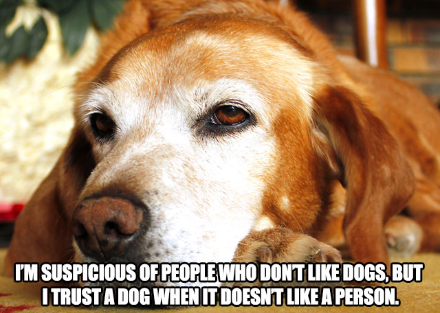 memes - Dog - I'M Suspicious Of People Who Dont Dogs, But I Trust A Dog When It Doesn'T A Person.