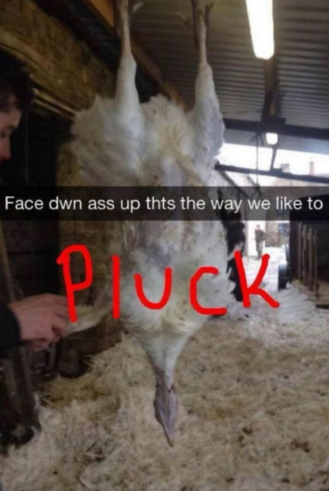 funny snapchat livestock - Face dwn ass up thts the way we to Duch