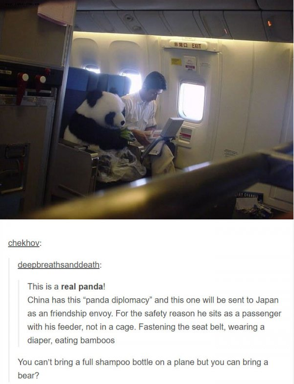 tumblr - panda on a plane - chekhov deepbreathsanddeath This is a real panda! China has this "panda diplomacy and this one will be sent to Japan as an friendship envoy. For the safety reason he sits as a passenger with his feeder, not in a cage. Fastening