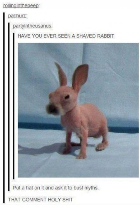tumblr - shaved rabbit - rollinginthepeep pachurz partyintheusanus Have You Ever Seen A Shaved Rabbit Put a hat on it and ask it to bust myths. That Comment Holy Shit
