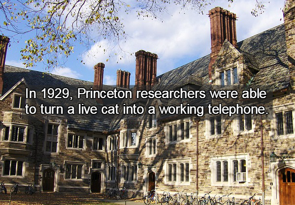 holder hall princeton - In 1929, Princeton researchers were able to turn a live cat into a working telephone.