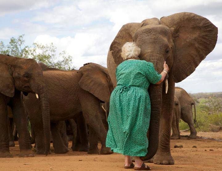 Daphne Sheldrick has dedicated her life to raising orphaned elephants. Once they are old enough, they are taken to protected areas and integrated with other orphan groups. When Daphne visits, the elephants gather around her for a hug