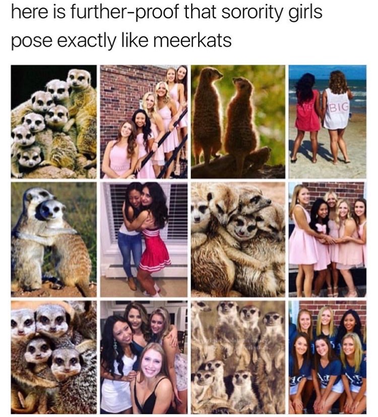 memes - Humour - here is furtherproof that sorority girls pose exactly meerkats Big