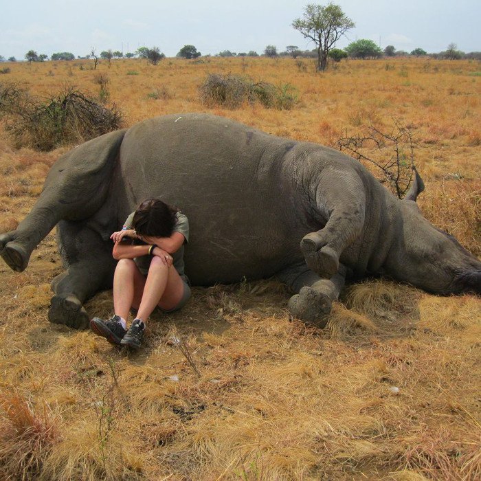 A Wildlife reserve worker weeps next to a poached rhino.