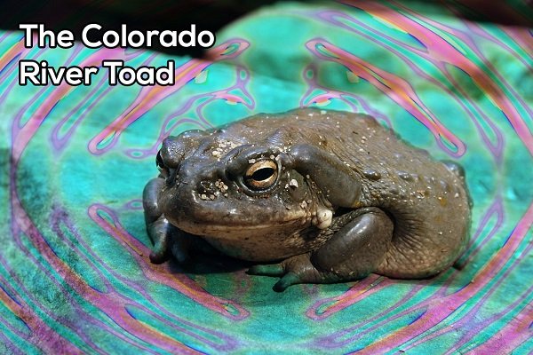 A man in 2007 was arrested for the possession of a Colorado River Toad. What was he doing with the little bugger? He was drying out the venom and using it to hallucinate.