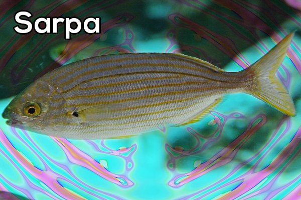 When the head of a Sarpa is consumed, shit get can get real psychedelic real fast. Two men in France were hospitalized from having too much of it in 2006. One of them was on a trip for 36 hours, man.