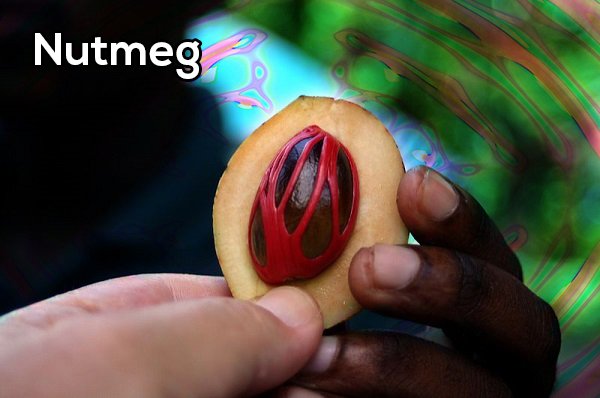 There have been reports of people (mostly teens) using nutmeg to get high. It apparently can cause mild hallucinations, but it also causes nausea, dizziness, and a wicked hangover.