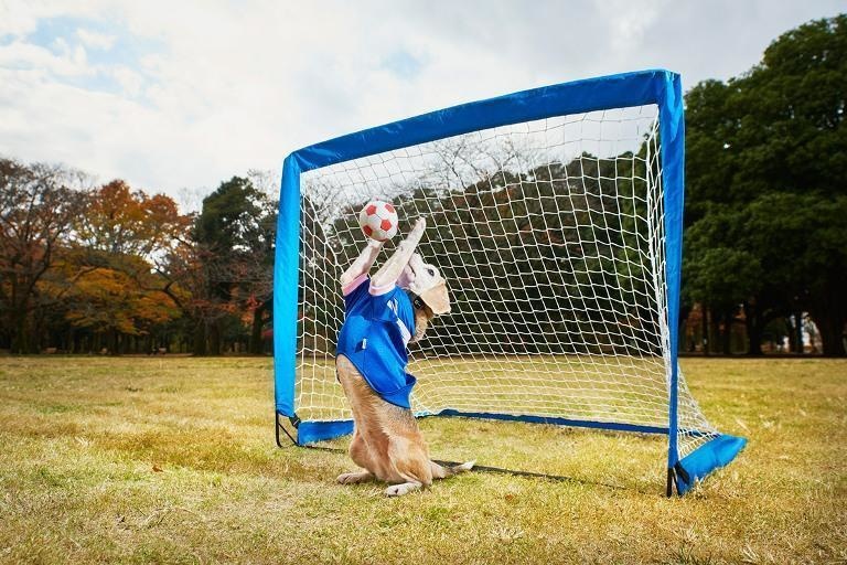 Do you know what is the most balls caught by a dog with its paws in a minute?
Purin, a nine-year-old Beagle, made 14 saves in 60 seconds. That gave him the record for the most saves ever made by a dog in that time frame. Purin lives in Tokyo and there is no word yet on if he has been offered a contract with Japanese National Soccer Team.