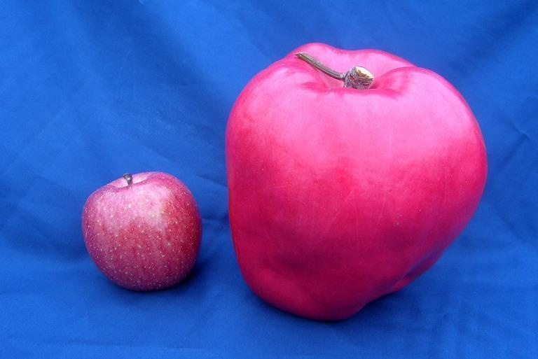 The world's heaviest apple.
Just look at this apple! It weighs in at more than 4 pounds and is the heaviest ever in the world. It was grown on an apple farm in Japan and was picked in 2005.