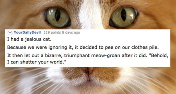 whiskers - Your DailyDevil 119 points 8 days ago I had a jealous cat. Because we were ignoring it, it decided to pee on our clothes pile. It then let out a bizarre, triumphant meowgroan after it did. "Behold, I can shatter your world."