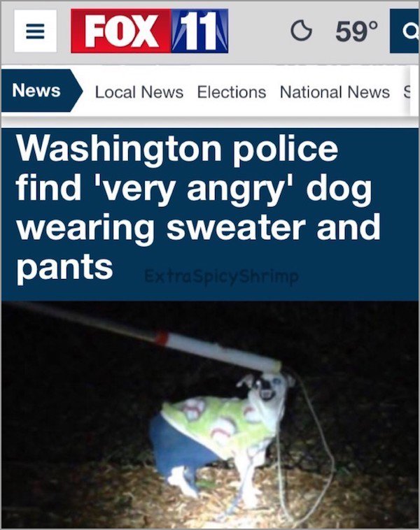 memes - screenshot - Fox 11 O 59 News Local News Elections National News S Washington police find 'very angry' dog wearing sweater and pants Extra Spicy Shrimp