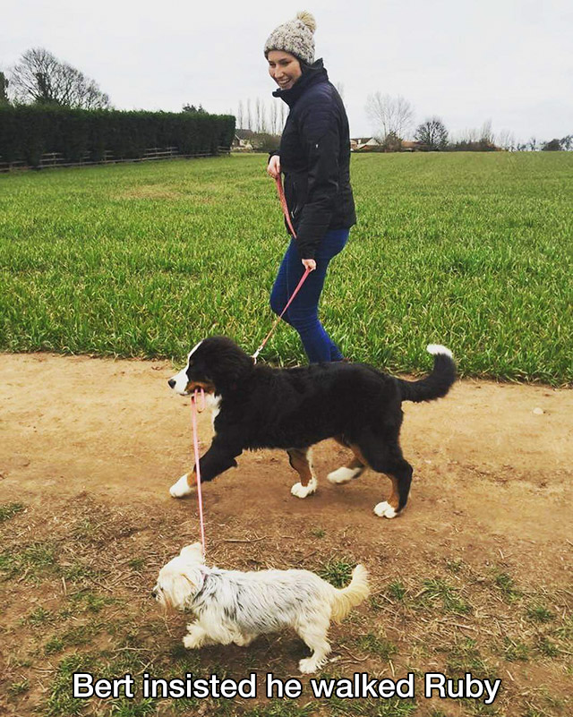 Puppy - Bert insisted he walked Ruby