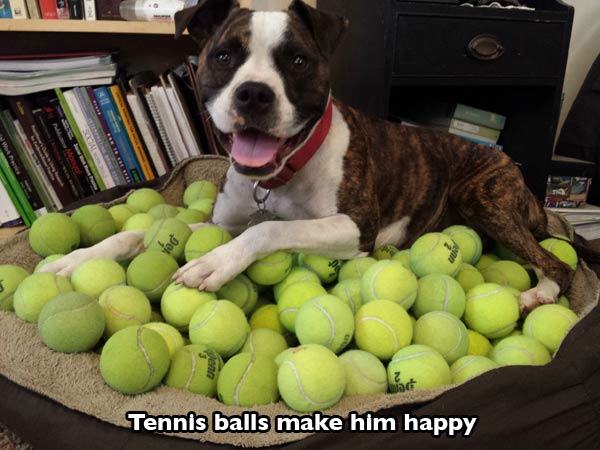 Tennis balls make him happy