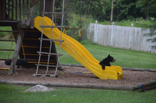 bear on slide
