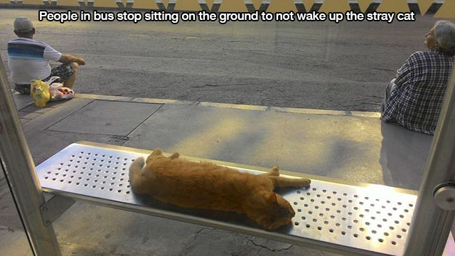 cat sleeping bench - People in bus stop sitting on the ground to not wake up the stray cat