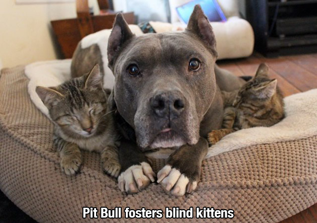 cats and pit bulls - Pit Bull fosters blind kittens