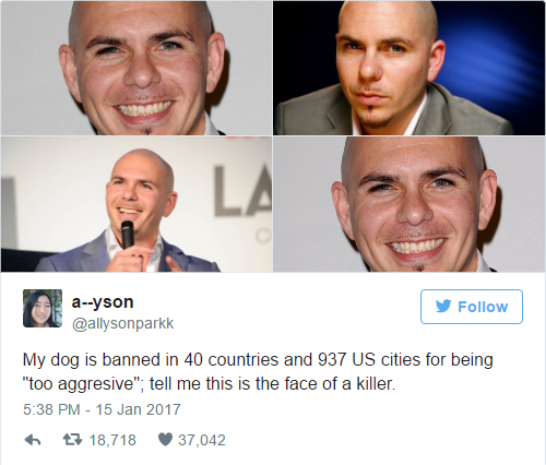 pitbull - ayson y My dog is banned in 40 countries and 937 Us cities for being "too aggresive", tell me this is the face of a killer. 6 7 18,718 37,042