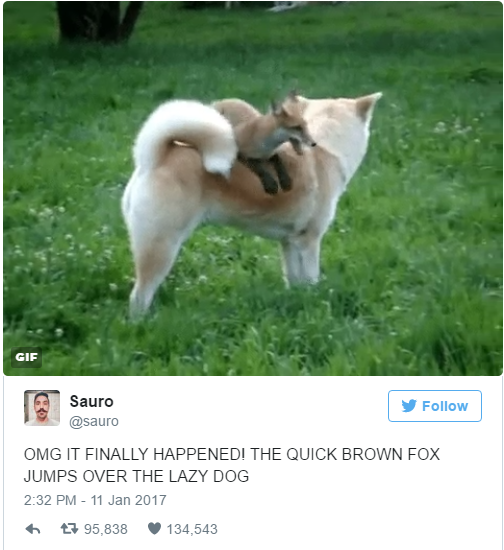 quick brown fox jumps over the lazy dog gif - Gif Sauro Omg It Finally Happenedi The Quick Brown Fox Jumps Over The Lazy Dog 7 95,838 134,543