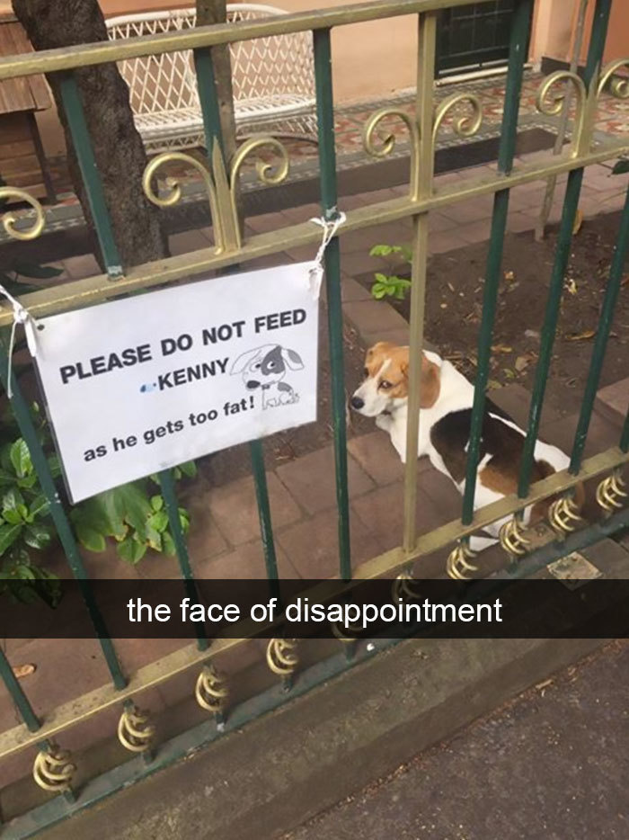 20 Funny Animal Snapchats That Deserve A Prize For Comedy