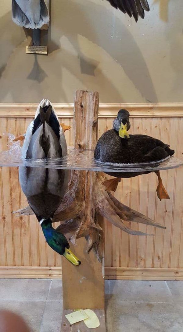 cool product feeding duck mount
