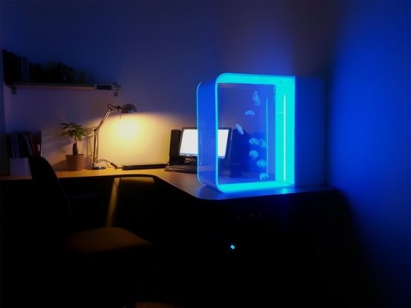 cool product jellyfish tank in house