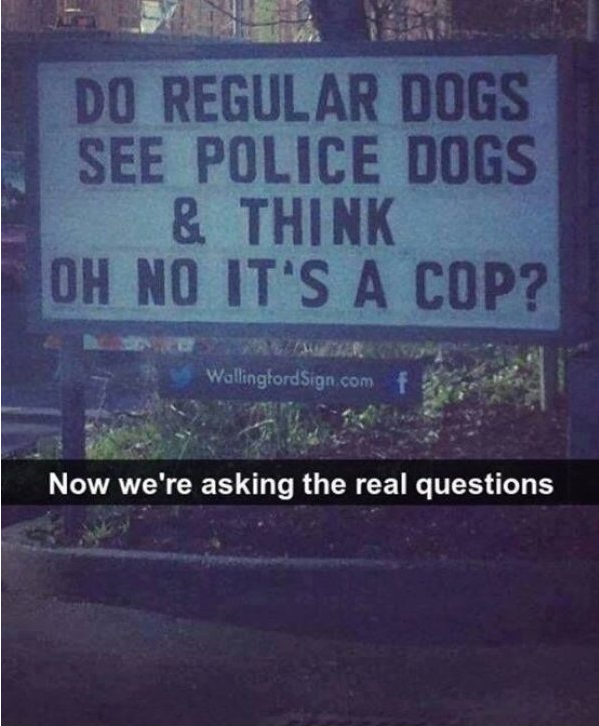 street sign - Do Regular Dogs See Police Dogs & Think Oh No It'S A Cop? Wallingford Sign comf Now we're asking the real questions
