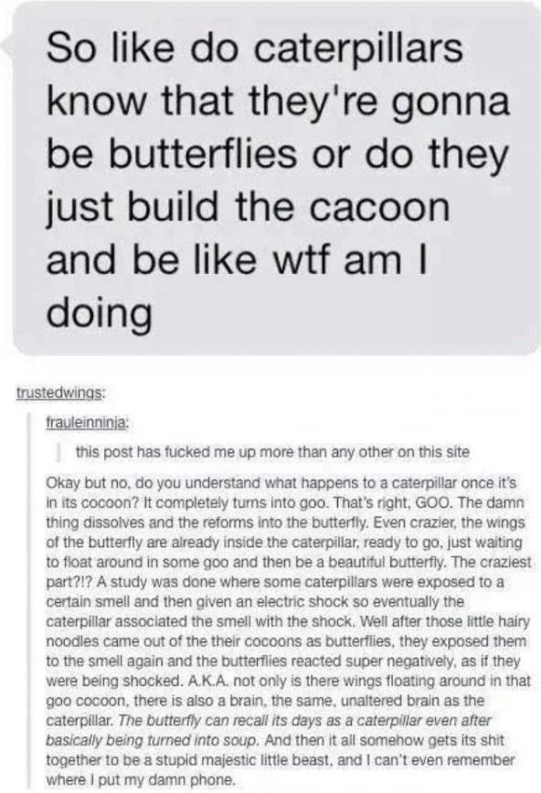 things that make you question everything - So do caterpillars know that they're gonna be butterflies or do they just build the cacoon and be wtf am I doing trustedwings Training this post has fucked me up more than any other on this site Okay but no, do y