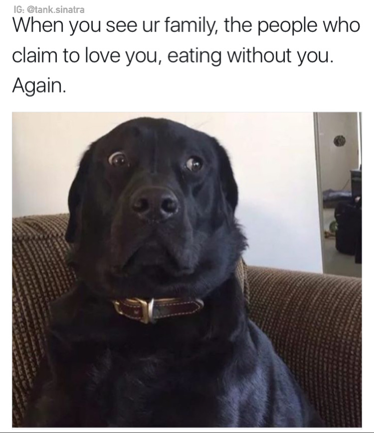 memes - funny dog - Ig .sinatra When you see ur family, the people who claim to love you, eating without you. Again.