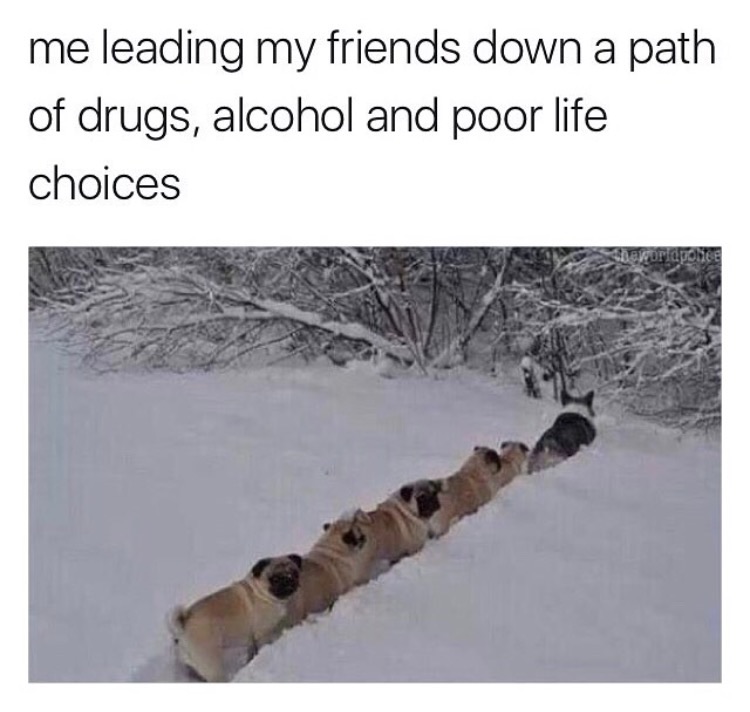 memes - corgi leading pugs - me leading my friends down a path of drugs, alcohol and poor life choices