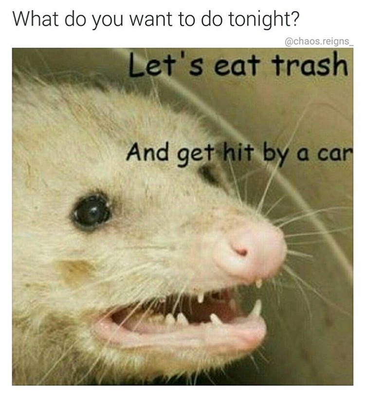 memes - lets eat trash - What do you want to do tonight? Let's eat trash .reigns And get hit by a car
