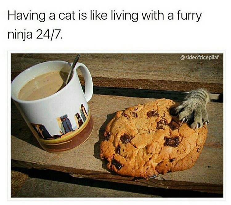 memes - having a cat is like living - Having a cat is living with a furry ninja 247
