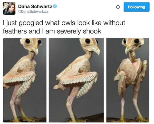 featherless owl - Dana Schwartz ing I just googled what owls look without feathers and I am severely shook