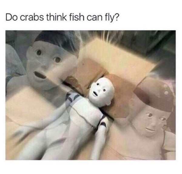 do crabs think fish can fly - Do crabs think fish can fly?