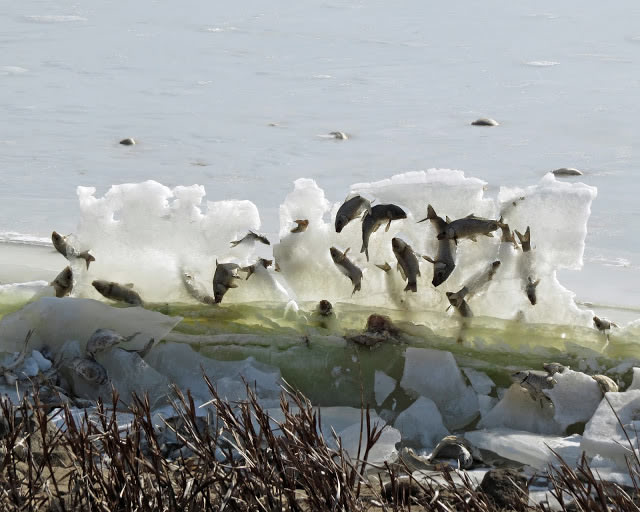 In January 2017, the Department of the Interior shared this eerily beautiful photo on Twitter. Back in 2015, Kelly Preheim, a regular visitor to Lake Andes National Wildlife Refuge, witnessed the startling sight.

Kelly explains the reasoning behind the startling sight of many frozen common carp and a few other fish species. The lake levels were low due to drought. The fish kill was due to depleted oxygen. When thick ice (particularly if it gets covered with snow) forms on a lake's surface, it blocks out the sun, and the algae/plants don't photosynthesize and produce oxygen, thus depleting oxygen levels. If the aquatic plants and algae subsequently die and decompose, this also uses oxygen, further depleting levels, so the fish essentially suffocate from lack of oxygen.