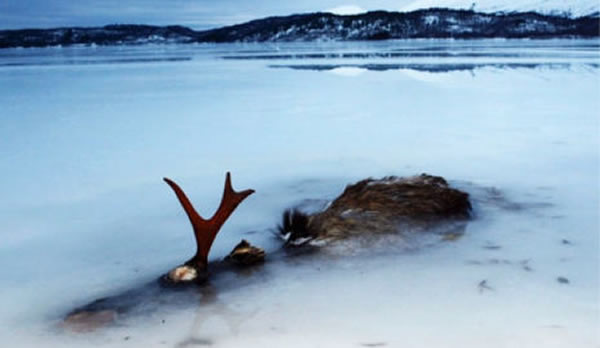 In 2014, this elk was found frozen solid in the middle of a lake near Bodo in northern Norway, after the ice apparently cracked beneath it as it was trying to cross. Inger Sjøberg, 47, found the animal as she was skating across Kosmo Lakr in Valnesfjord on December 29. She said she believed the elk must have fallen through earlier in the winter before the ice hardened properly. The animal has since become quite an attraction for local children, who come out to look at the frozen carcass.