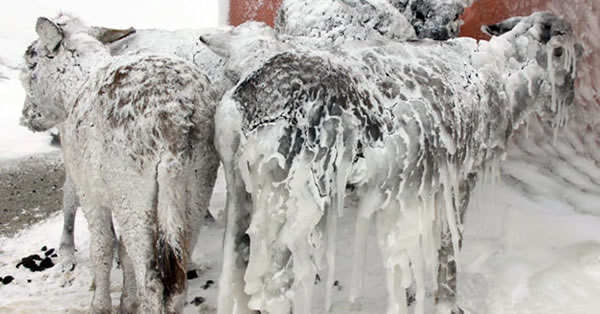 After footage of a small herd frozen donkeys in Turkey was released, a rescue team was sent out to take care of them. 

The unattended donkeys were found in a rural area of Sanliurfa province in southeastern Turkey, which had been experiencing some of the coldest and harshest winter temperatures in the country. 

When the team found the donkeys, some of them were so cold they were unable to walk and had to be carried to a truck. They were taken to an animal shelter, housed in a warm stable, fed, and checked by a vet.