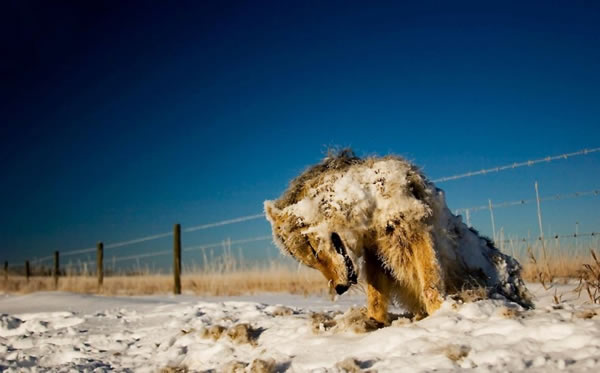 This frozen coyote was spotted by photographer Sabine Caneon. This is exactly how he found the animal—frozen stiff, sitting up, at the side of the road. The photographer explained that the area had been having temps of below -30C for two weeks during the 2008 winter.