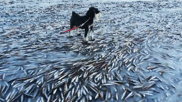 During winter 2014 in Norway, a rare phenomenon occurred-ice froze so fast that fish were frozen into it!

Ingolf Kristiansen was on a short walk with his dog along the bay of Lovund, when he stumbled upon what he had never seen before. Cold temperatures and wind that may have triggered a lightning-fast freezing of the bay.