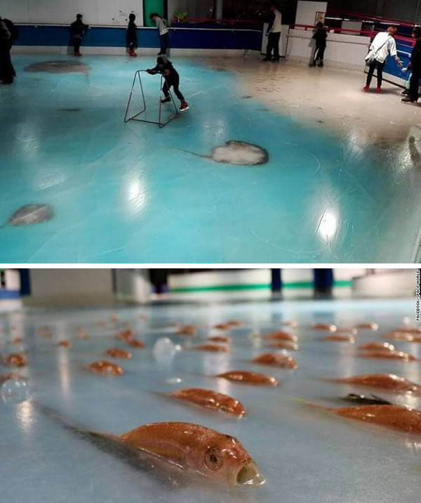 This ice skating rink in Japan featured 5,000 frozen fish embedded in the. The rink, which opened inside Space World amusement park in Kitakyushu, Japan on November 12, 2016, created the fish display in an apparent bid to educate visitors about marine life. However, the park faced a barrage of criticism on social media, with images of the open-mouthed fish beneath the ice prompting widespread accusations of animal cruelty. It was closed just a few weeks after opening.