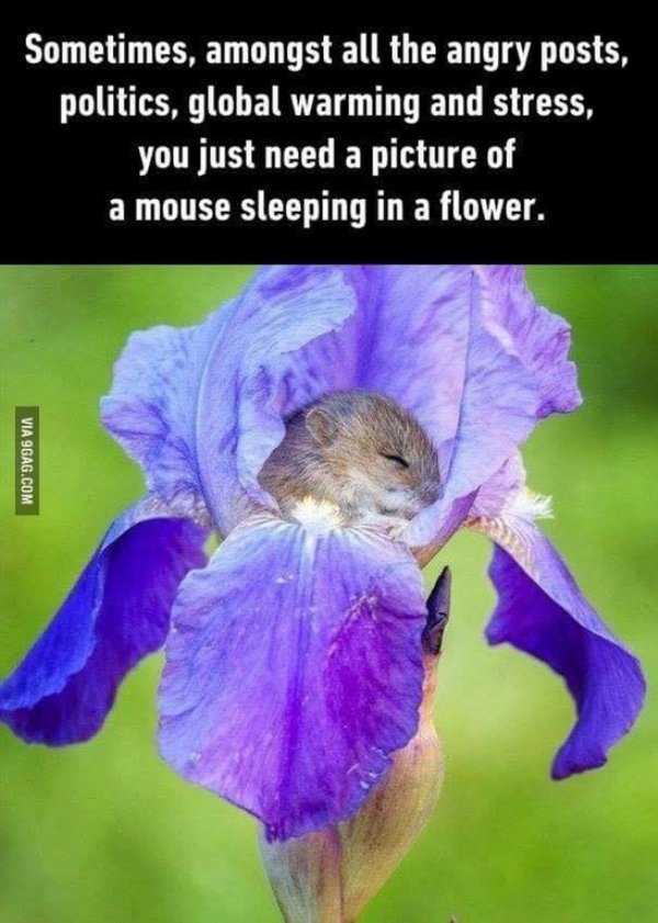 feel good memes - Sometimes, amongst all the angry posts, politics, global warming and stress, you just need a picture of a mouse sleeping in a flower. Via 9GAG.Com