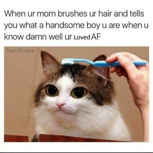 wholesome cat memes - When ur mom brushes ur hair and tells you what a handsome boy u are when u know damn well ur Loved Af Tank Sinatra